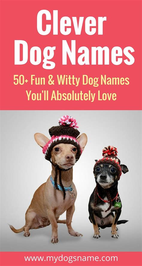 50 Super Clever Dog Names We Love My Dogs Name Clever Dog Names