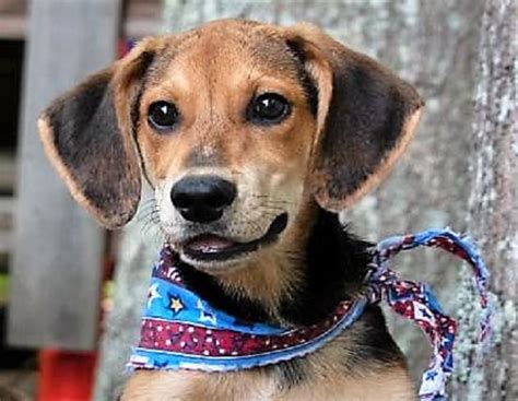 Pet Of The Week Bennett The Hound Mix Dog Photos Wlwi Fm