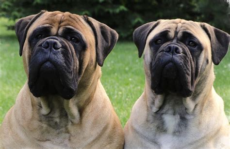 About The Breed The American Bullmastiff Association