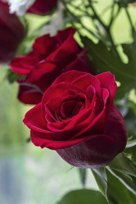 ⊱ Beautiful Beautiful Rose Flowers Pretty Roses Amazing Flowers