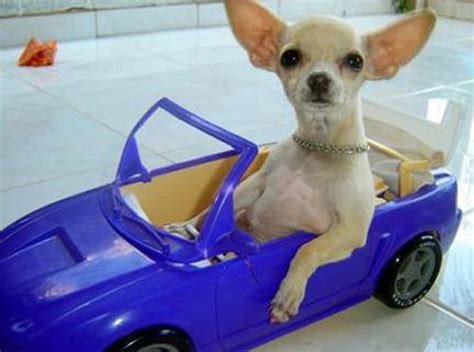 Funny Chihuahua Pets Cute And Docile