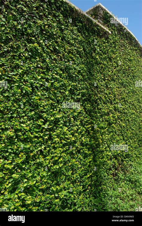 Green Creeper Plant On A Wall Stock Photo Alamy