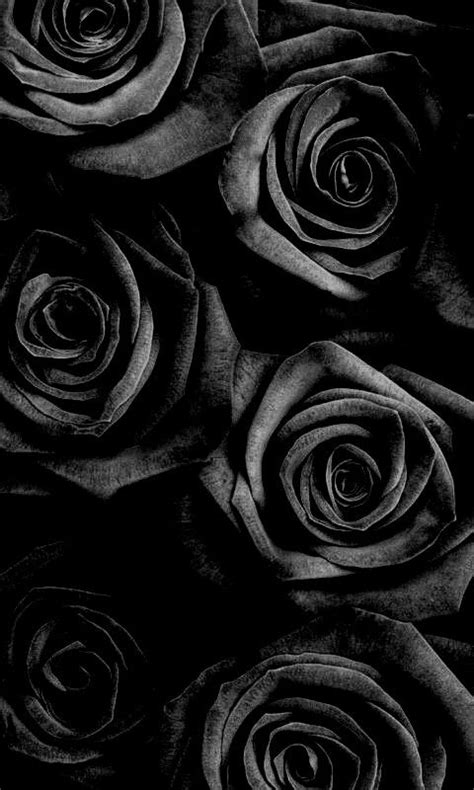 Wallpaper Black Rose Black Flowers Wallpaper Black