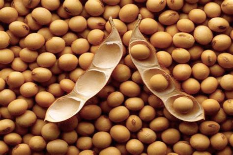 Pakistan Soybean Imports Soaring 2018 11 29 World Grain
