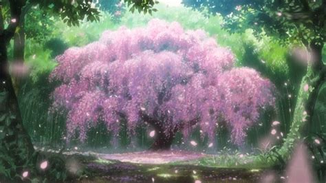 Back Again Sickness Anime Cherry Blossom Anime