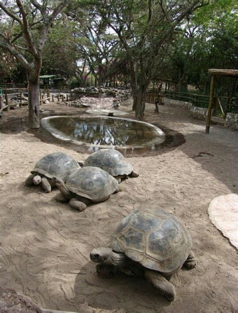 What To Feed Your Tortoise To Keep Them Healthy Tortoise Habitat