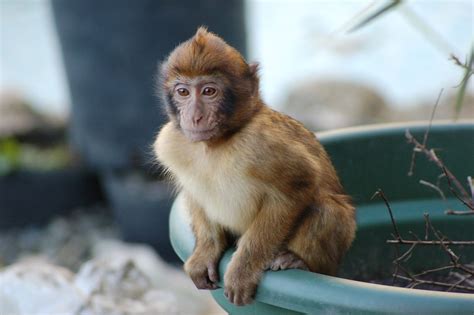 Caring For Primates How To Care For Macaques As Pets All Pets Blog