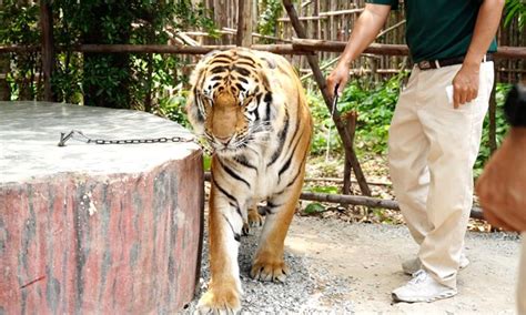 Inside Thailands ‘rampant Tiger Cruelty As Animals Abused In Zoos For