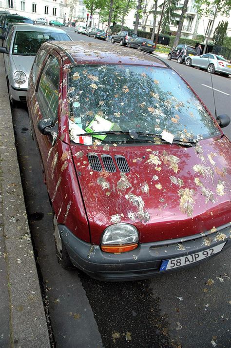 Car Covered In Bird Droppings Photograph By Aj Photoscience Photo Library