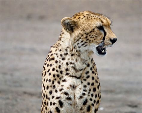 Cheetah In Profile Bob Tilden Flickr
