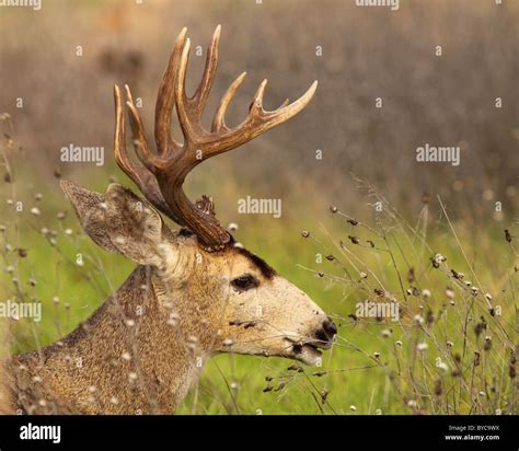 A Trophy Black Tailed Deer Buck Resting In The Grass Stock Photo Alamy