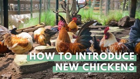 10 tips to introducing new chickens your flock