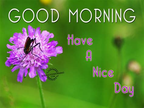 good morning have a nice day good morning pictures