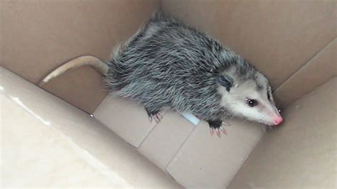 Possums can wreak havoc on your residence and life. how to catch a CUTE POSSUM! (with NO trap) - YouTube