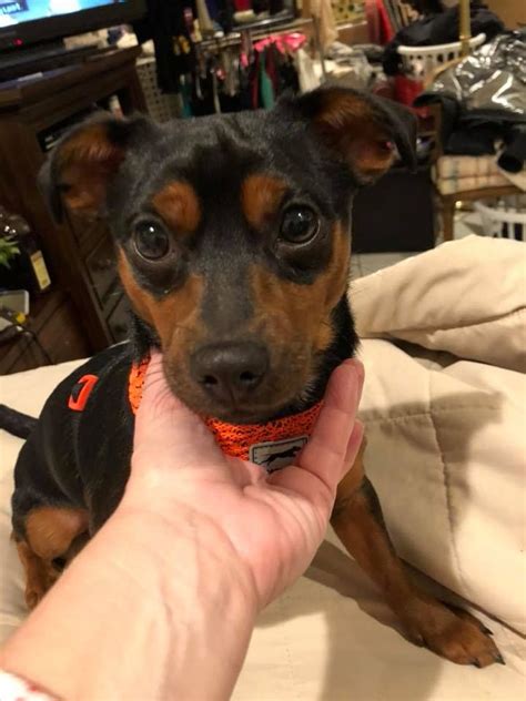 Miniature Pinscher Dog For Adoption In Centreville Va Adn 756074 On