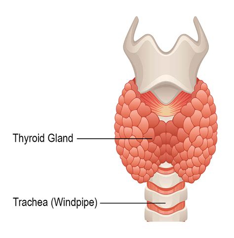 Thyroid Tissue