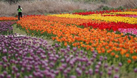 Taman nasional yang terletak di area paling selatan di korea selatan, hallasan, merupakan salah satu objek wisata pulau jeju yang paling banyak dikunjungi. FOTO: Pesona Indah Bunga Tulip Bermekaran Saat Musim Semi ...