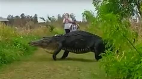 Nbd Just A Massive Alligator Out For A Stroll Mashable