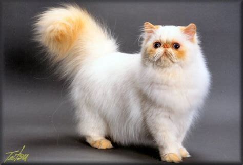 Fazmi House: WARNA DAN CORAK BULU KUCING PERSIA SEBAGAI DASAR BETERNAK