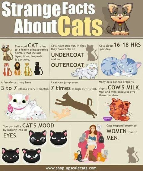 Facts About Cats Good To Know Cat Facts Fun Facts About Cats Cat