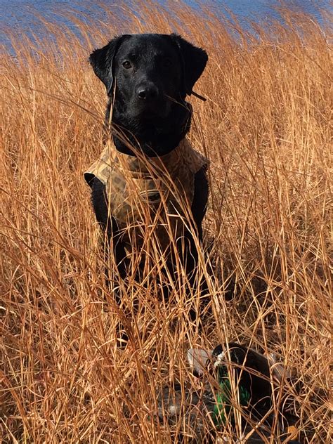 Yes,customized logo hunting decoy floating ducks decoy deterrent repeller hunting shooting pond pool decoration. Some in-season training work on Beaver Pond 11.6.16 | Duck ...
