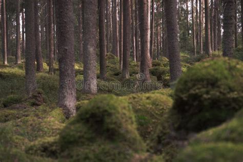 Forest Thicket During The Day Pine And Spruce Trunks Stock Photo