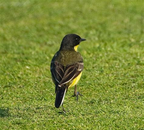 Black Headed Wagtail By Jo King Birdguides