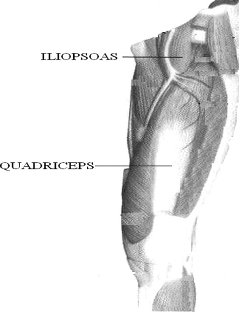 The hip flexors muscles are a group of muscles throughout. Thigh-Hip muscles: (a) anterior view of human leg ...