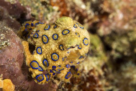 Tourist In Bali Unknowingly Holds Deadly Blue Ringed Octopus With