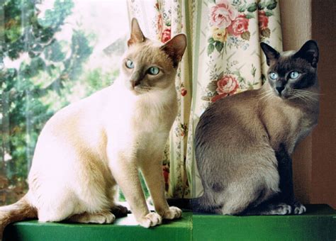 Tonkinese Description And Tonkinese Personality Tonkinese Cats And More