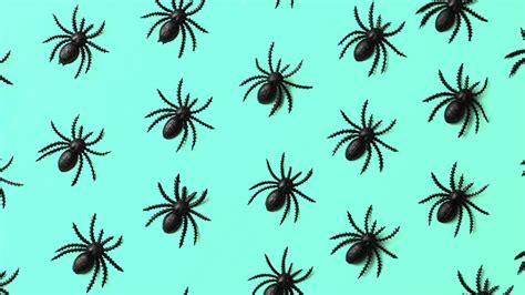 Spider Bites In Children Symptoms Treatment When To Worry
