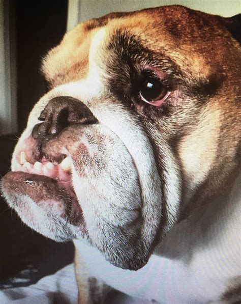 Looooove That Underbite 😍 English Bulldog Bulldog Cute Bulldogs