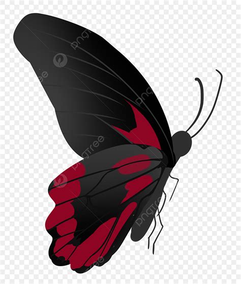 Una Mariposa Roja Negra Una Png Una Mariposa Rojo Negro Png Y Psd My