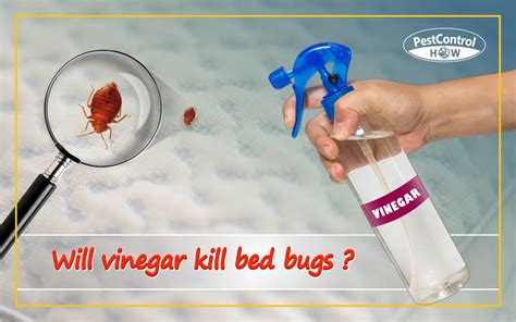 Will Vinegar Kill Bed Bugs Does It Work Effectively
