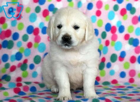 The cost to buy an english golden retriever varies greatly and depends on many factors such as the breeders' location, reputation, litter size, lineage of the puppy, breed popularity (supply and demand), training, socialization efforts, breed. Dove | Golden Retriever - English Cream Puppy For Sale ...