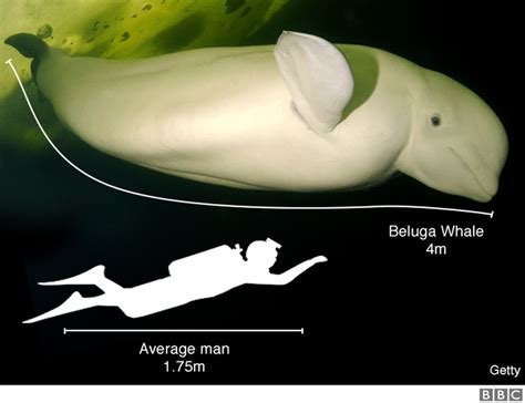 Thames Whale Benny The Beluga Cannot Be Hauled Out Bbc News