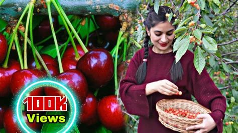 Cherry Picking 🍒 Cherries In Our Farm Youtube