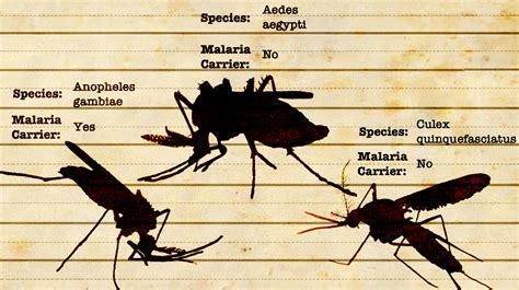 A Beginners Guide To Mosquito Identification Wellcome Sanger