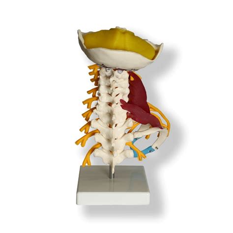 Anatomical Human Cervical Vertebrae Muscle Model Vertebrae And