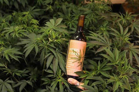 Rebel Coast Winery Launches World S First Thc Infused Alcohol Free Wine The Cannifornian