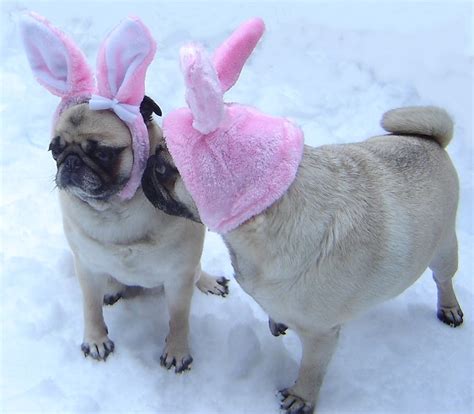 Funny Pug Easter Bunny Kiss Animal Humor Photo 33796332 Fanpop