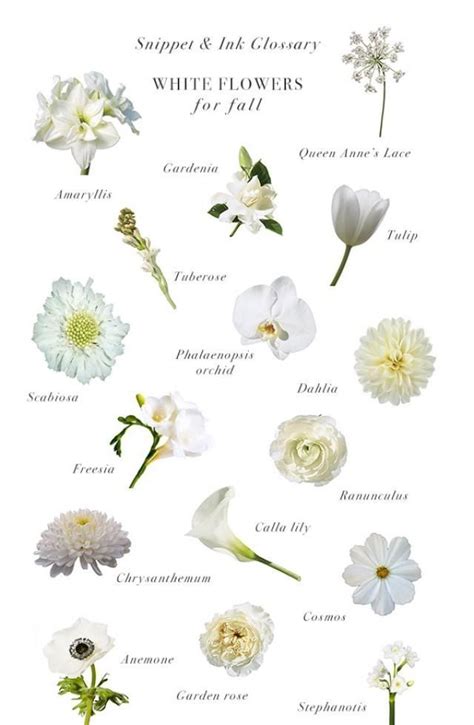 How Many Types Of White Flowers Are There Enreporter