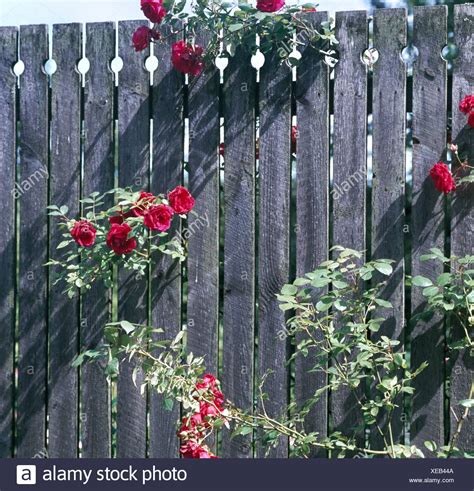 Climbing Roses On Fence High Resolution Stock Photography And Images