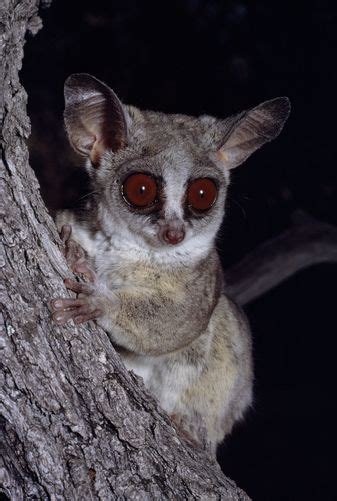 A Nocturnal Insect Hunter The Big Eyed Bush Baby Galago Senegalensis