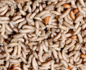 Chinaman Finds 20 Live Maggots Under His Skin After Six Month Africa