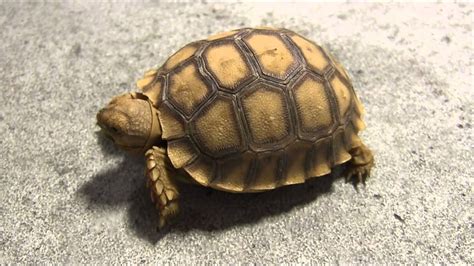 Baby Sulcata Tortoises Youtube