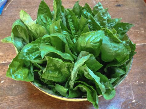 Basil is known as 'daun selasih' in malay and '罗勒叶' in chinese or also called great basil, is a culinary herb of the family lamiaceae. How to Keep Trimmed or De-stemmed Basil Leaves Fresh
