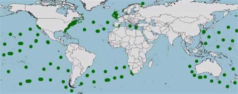 Son muchos los estudios que hay sobre los tiburones, sin embargo el llamado tiburón peregrino, es una de esas especies extrañas que casi no han sido. Tiburón peregrino, Cetorhinus maximus