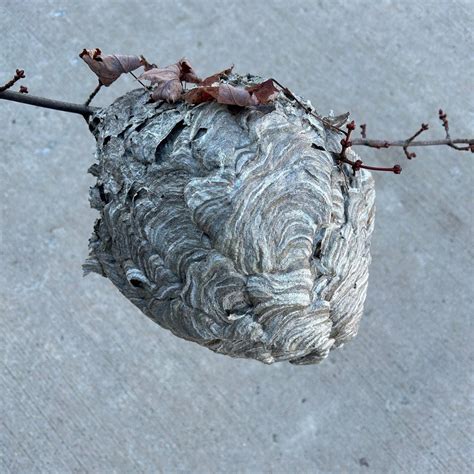 Wasp Nest Paper Nest Forest Find Bee Hive Hornet Nest Taxidermy