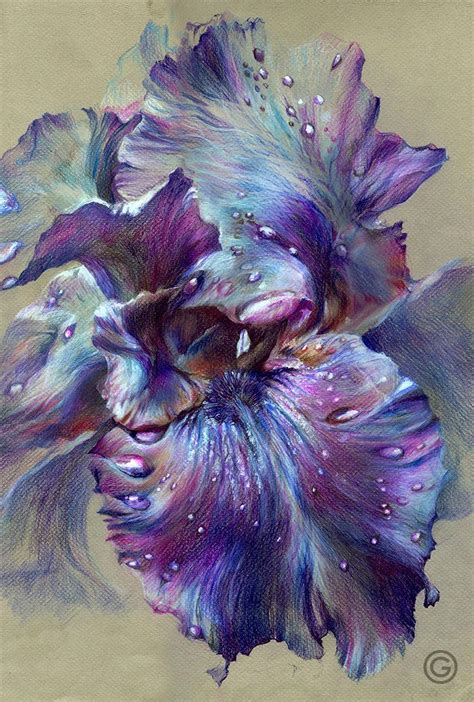 Iris Color Pencil 32Х48 2014 By Oksana Gatalskaya